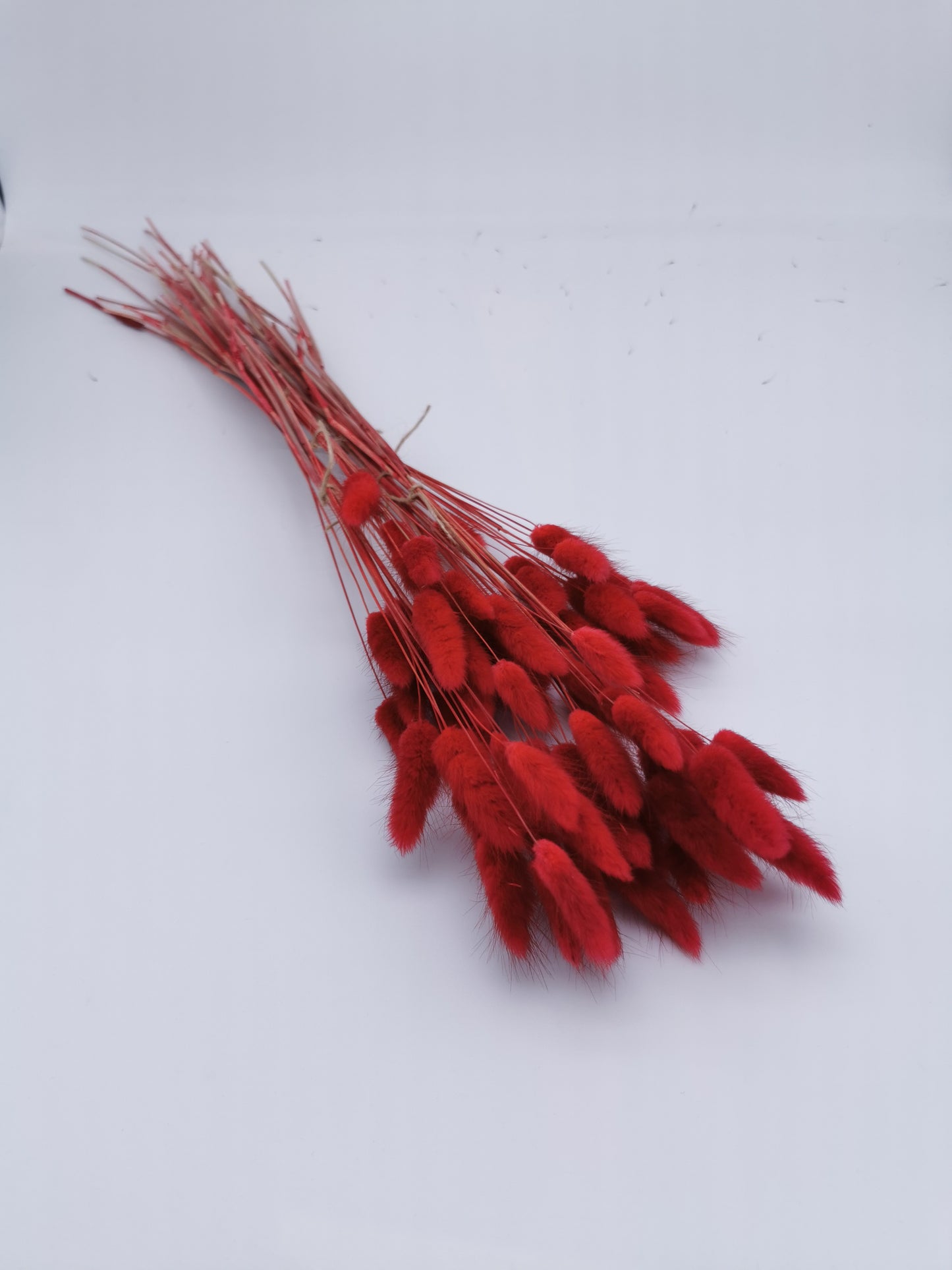 Lagurus Rot