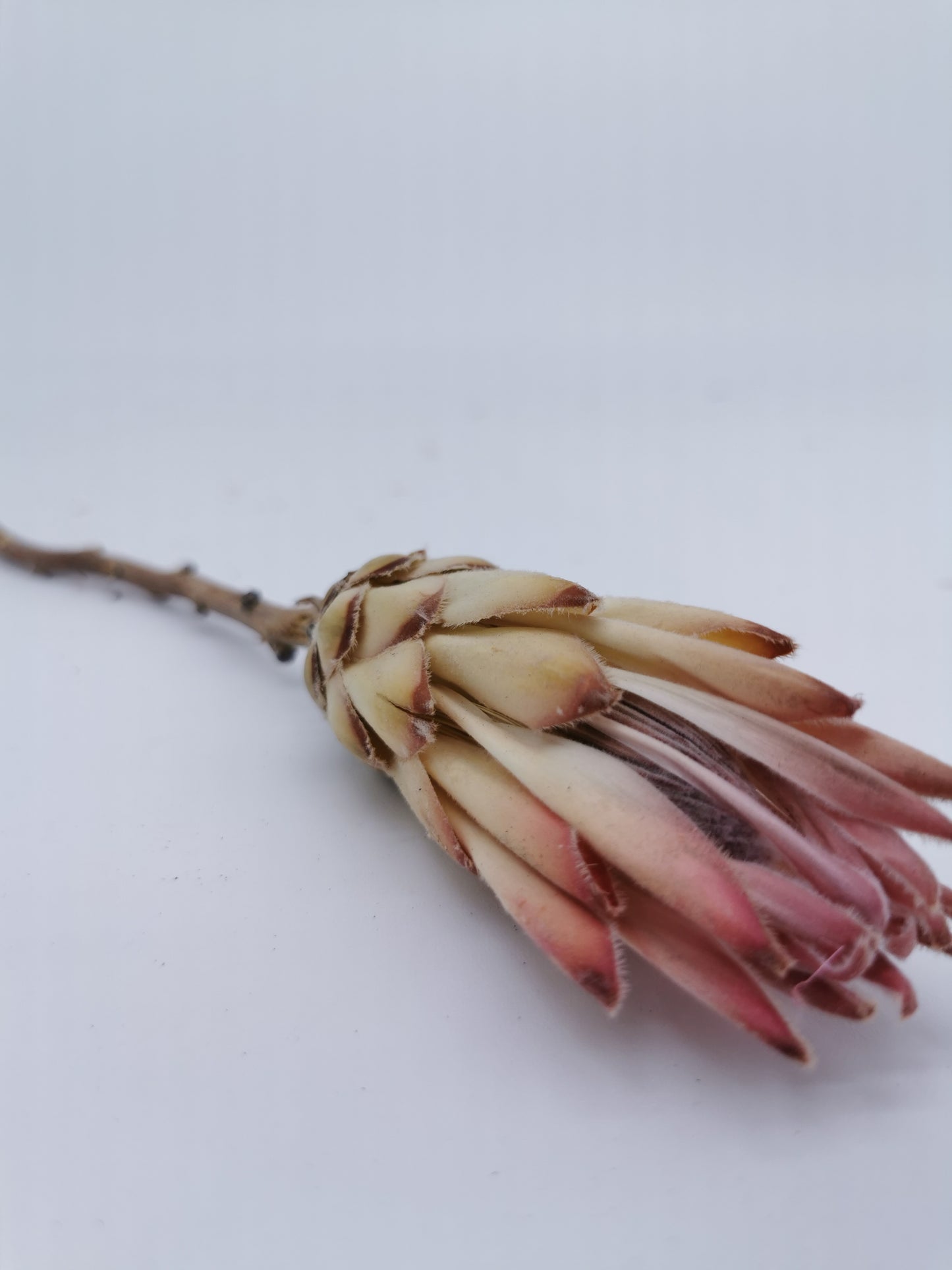 Protea Compacta Pink