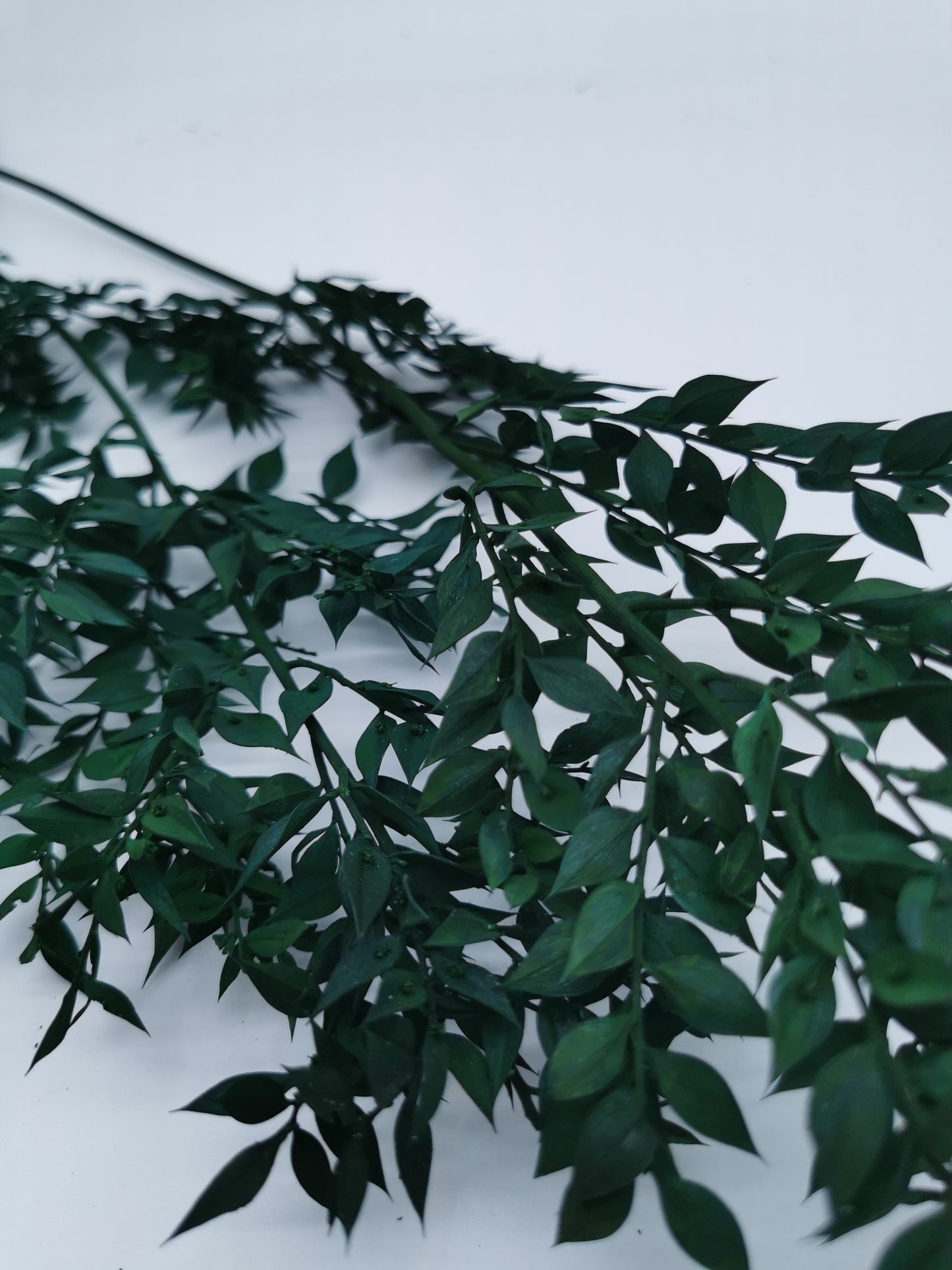 Ruscus Dunkelgrün