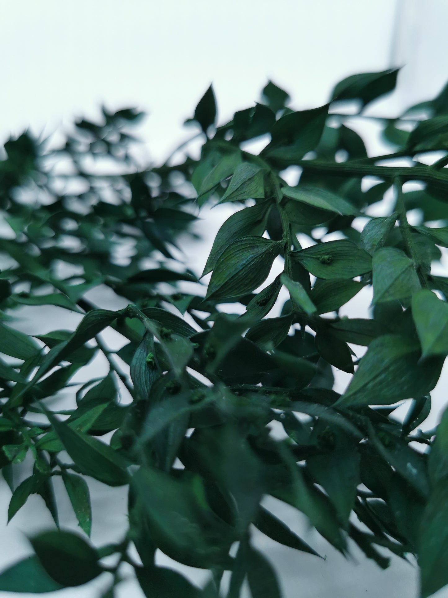 Ruscus Dunkelgrün