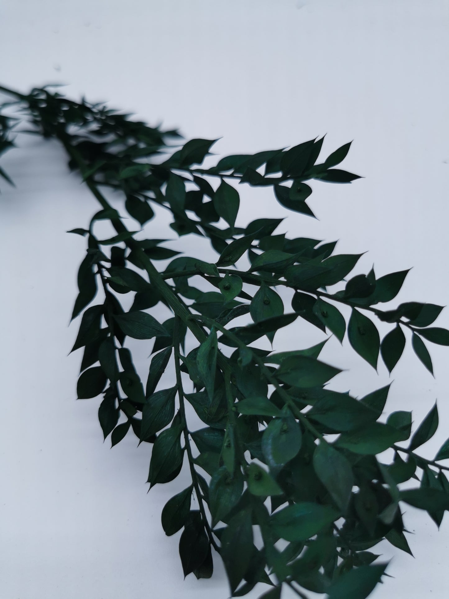 Ruscus Dunkelgrün