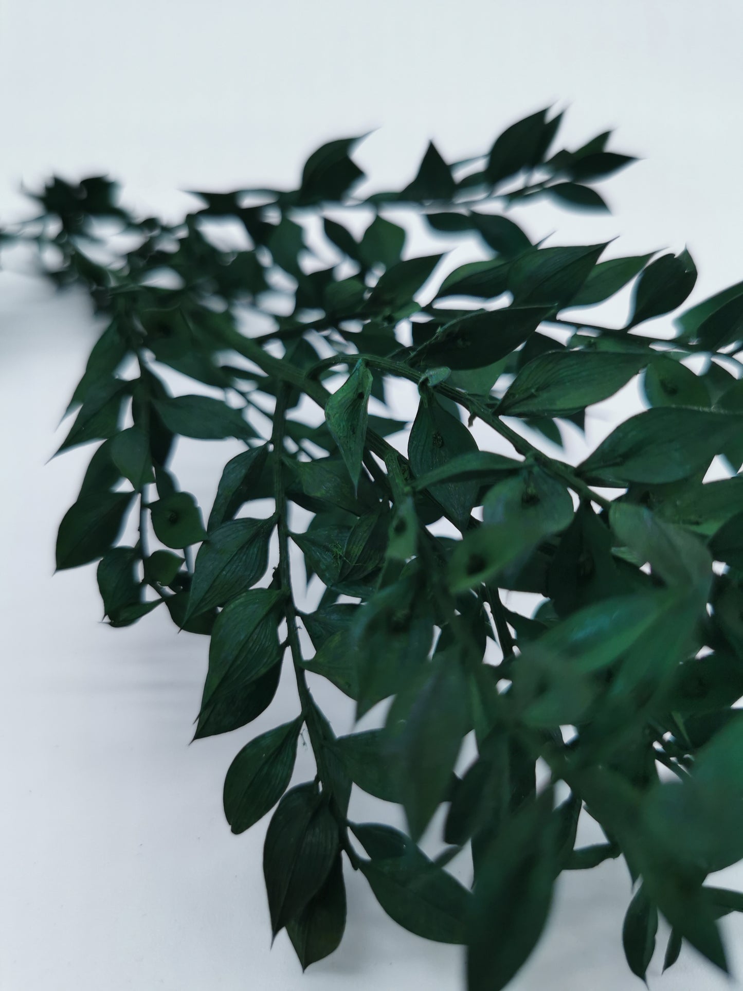 Ruscus Dunkelgrün