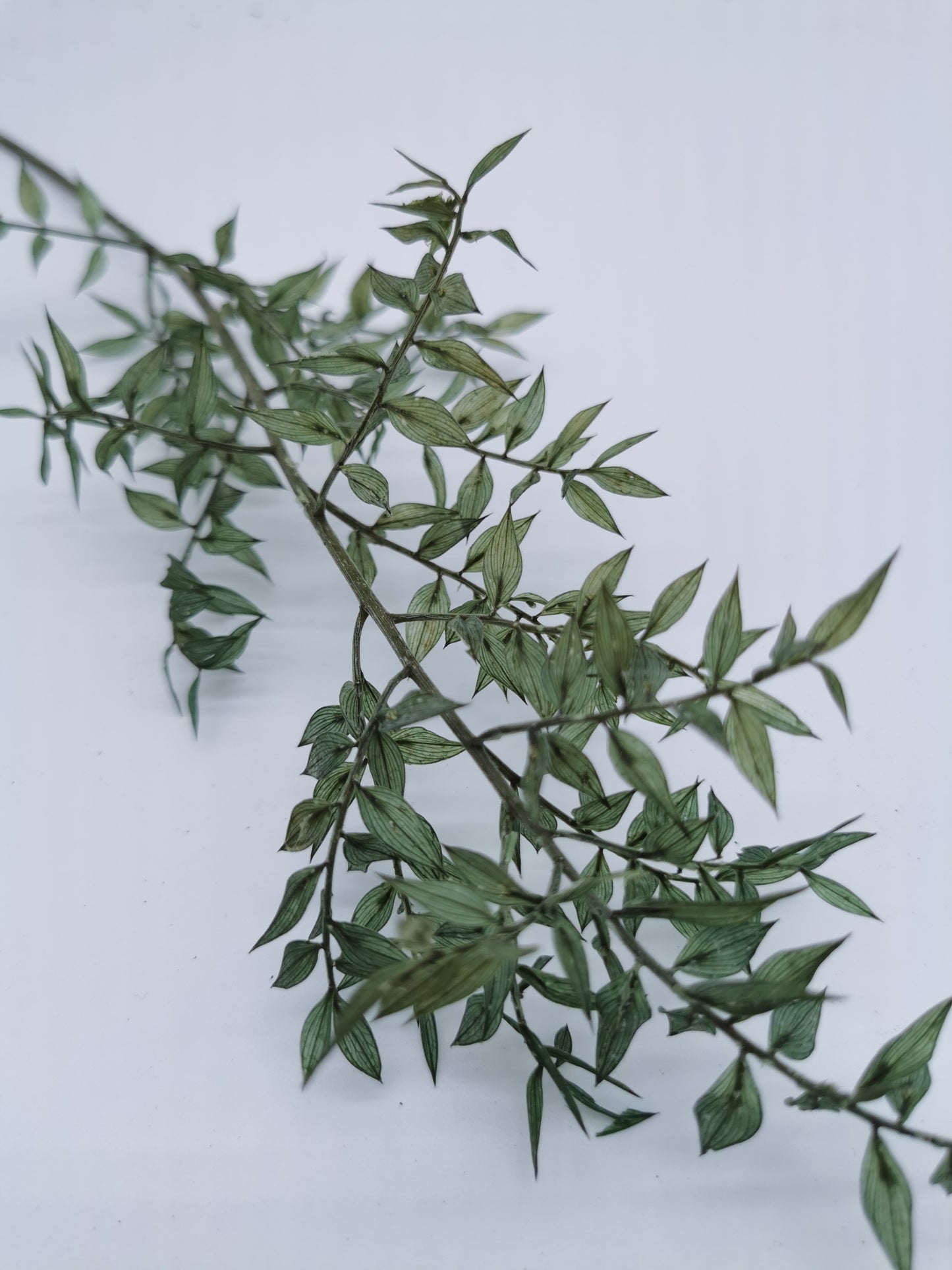 Ruscus Eisgrün