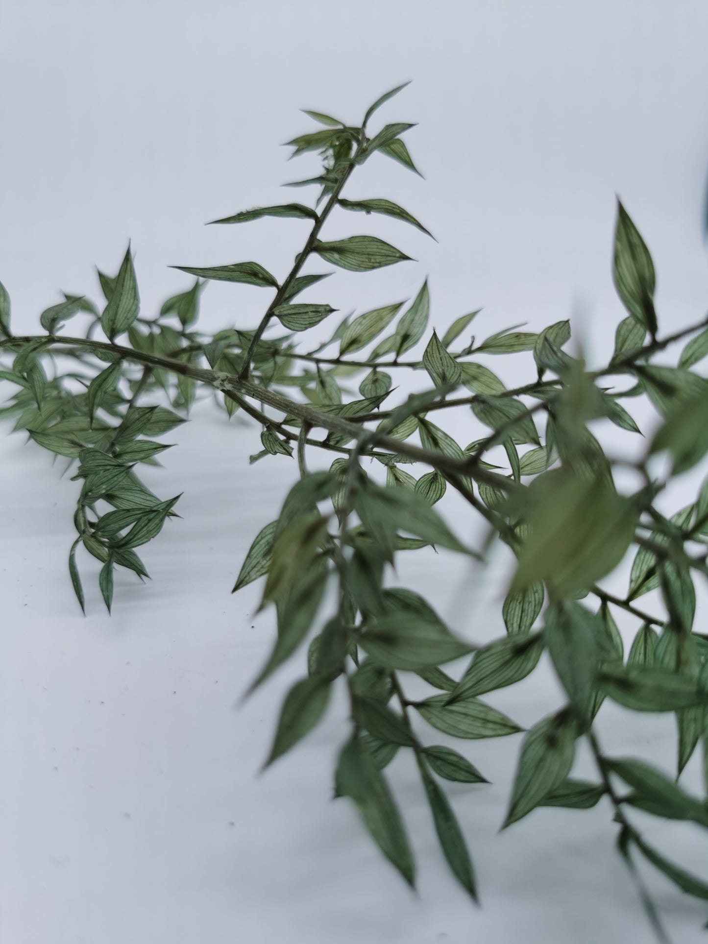Ruscus Eisgrün