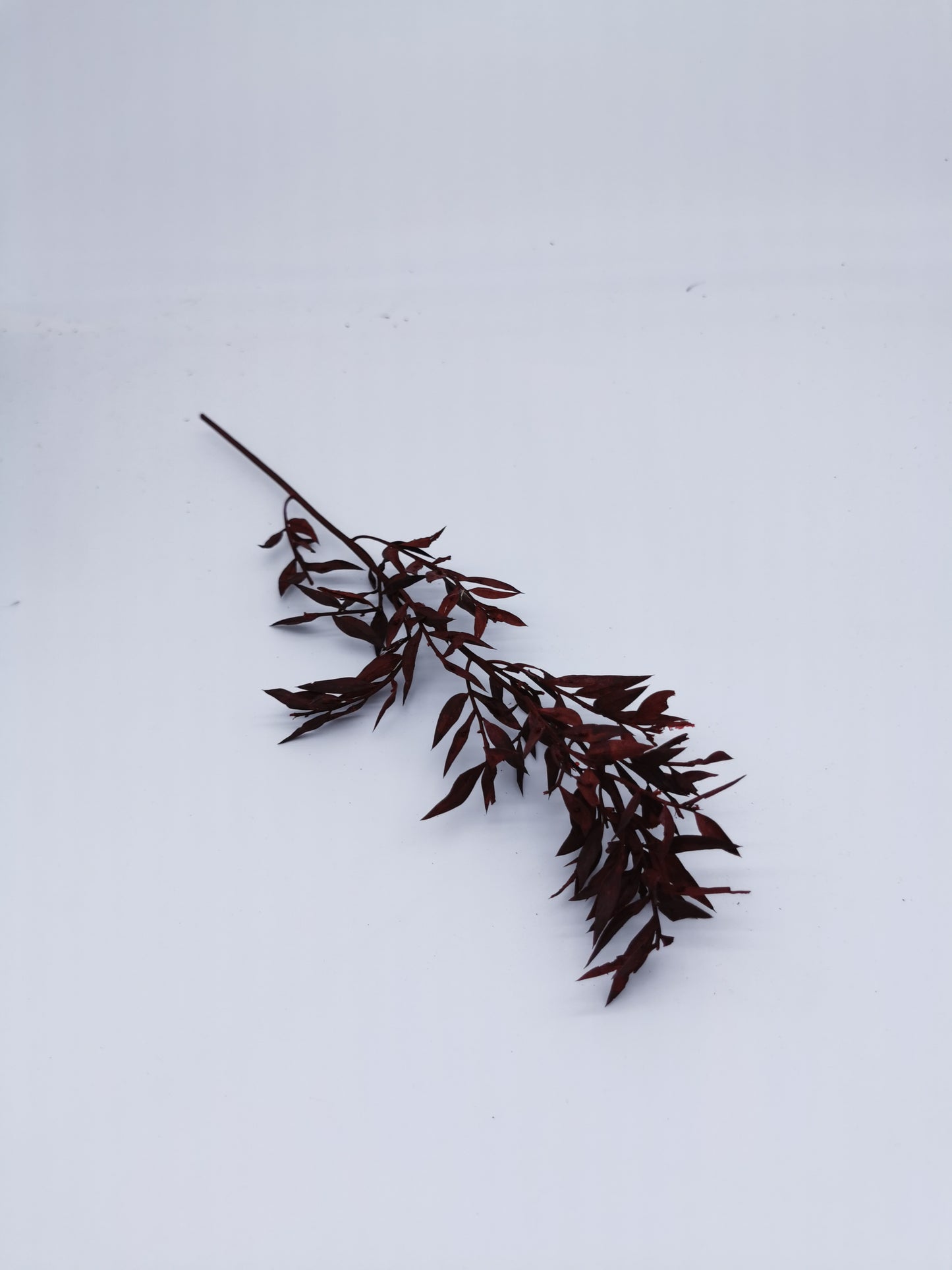 Ruscus Rot