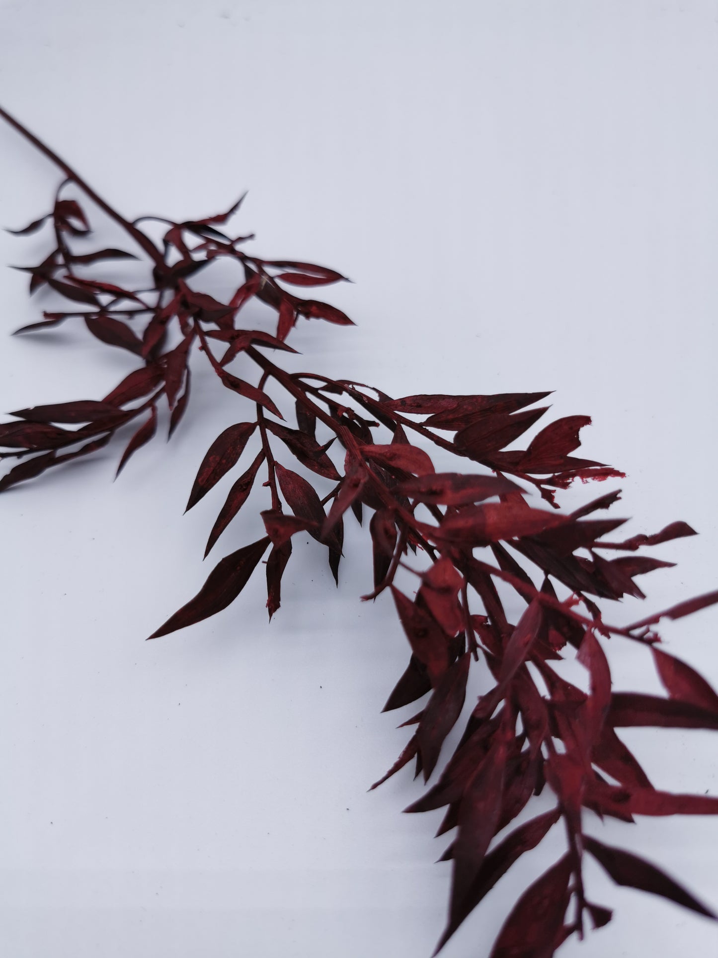 Ruscus Rot