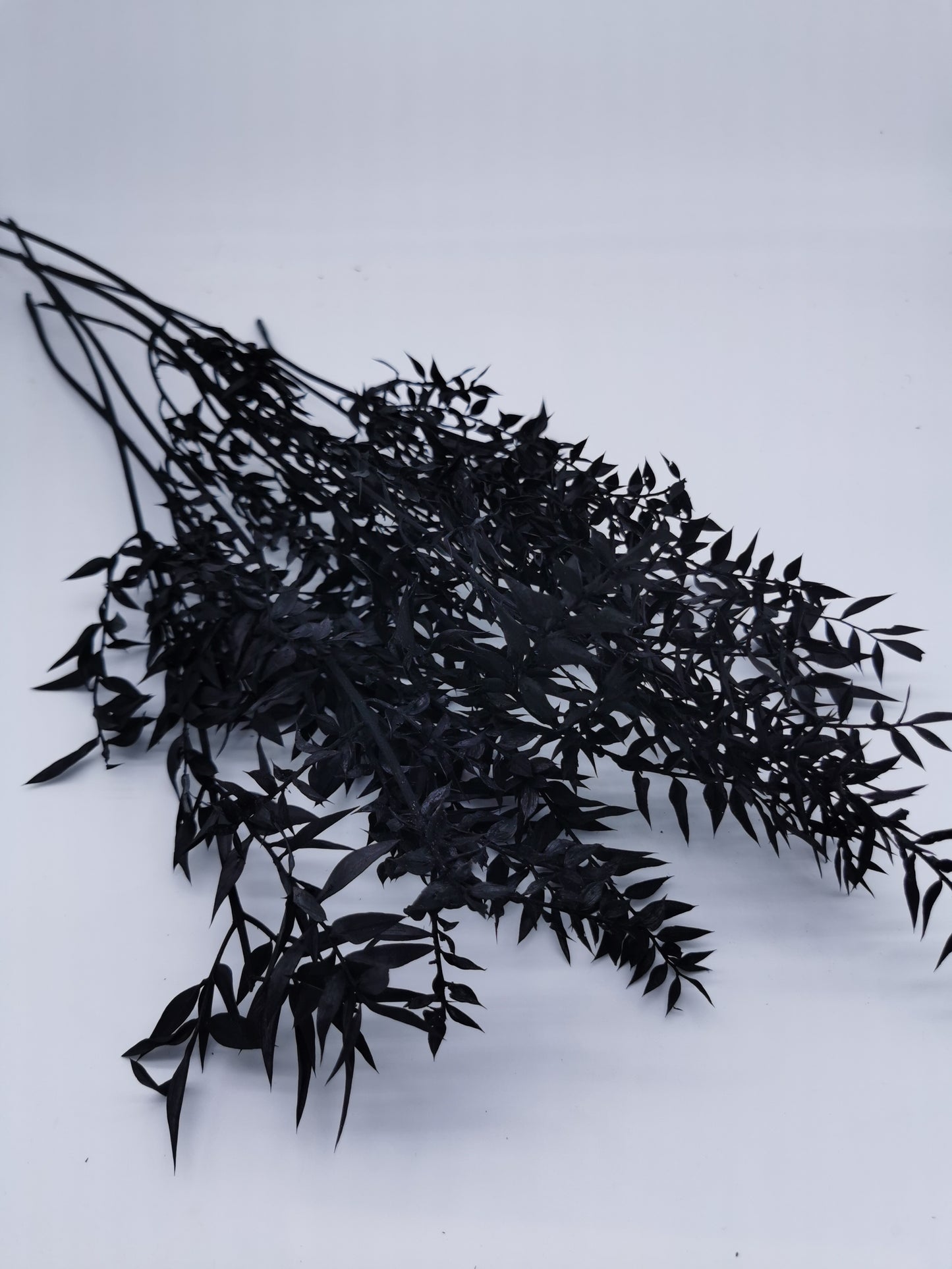 Ruscus Schwarz