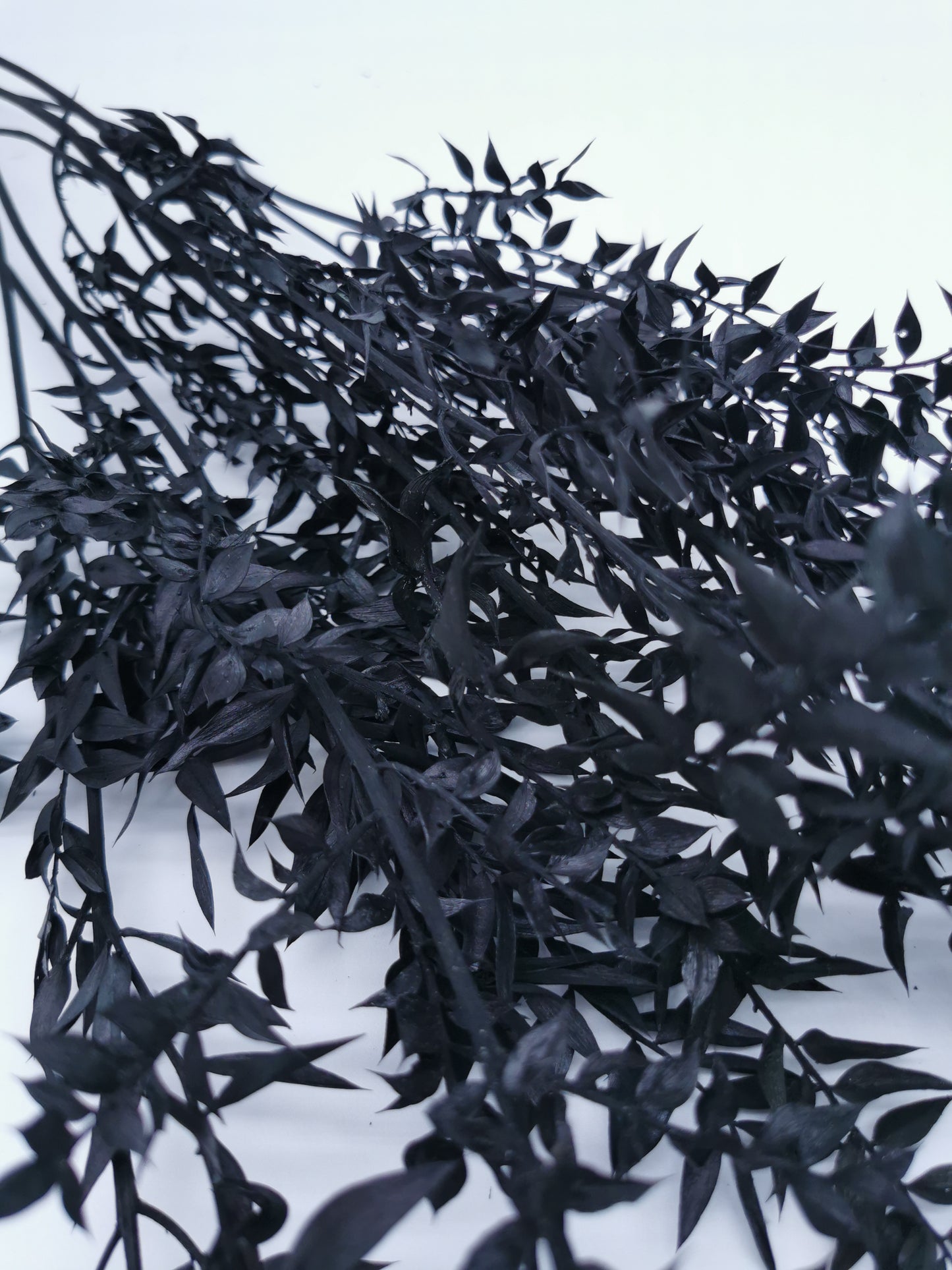 Ruscus Schwarz