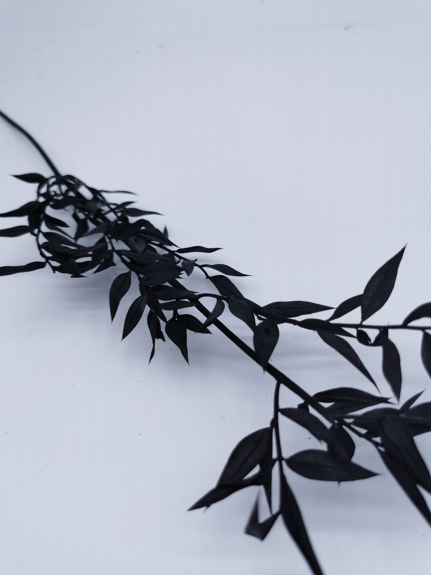 Ruscus Schwarz