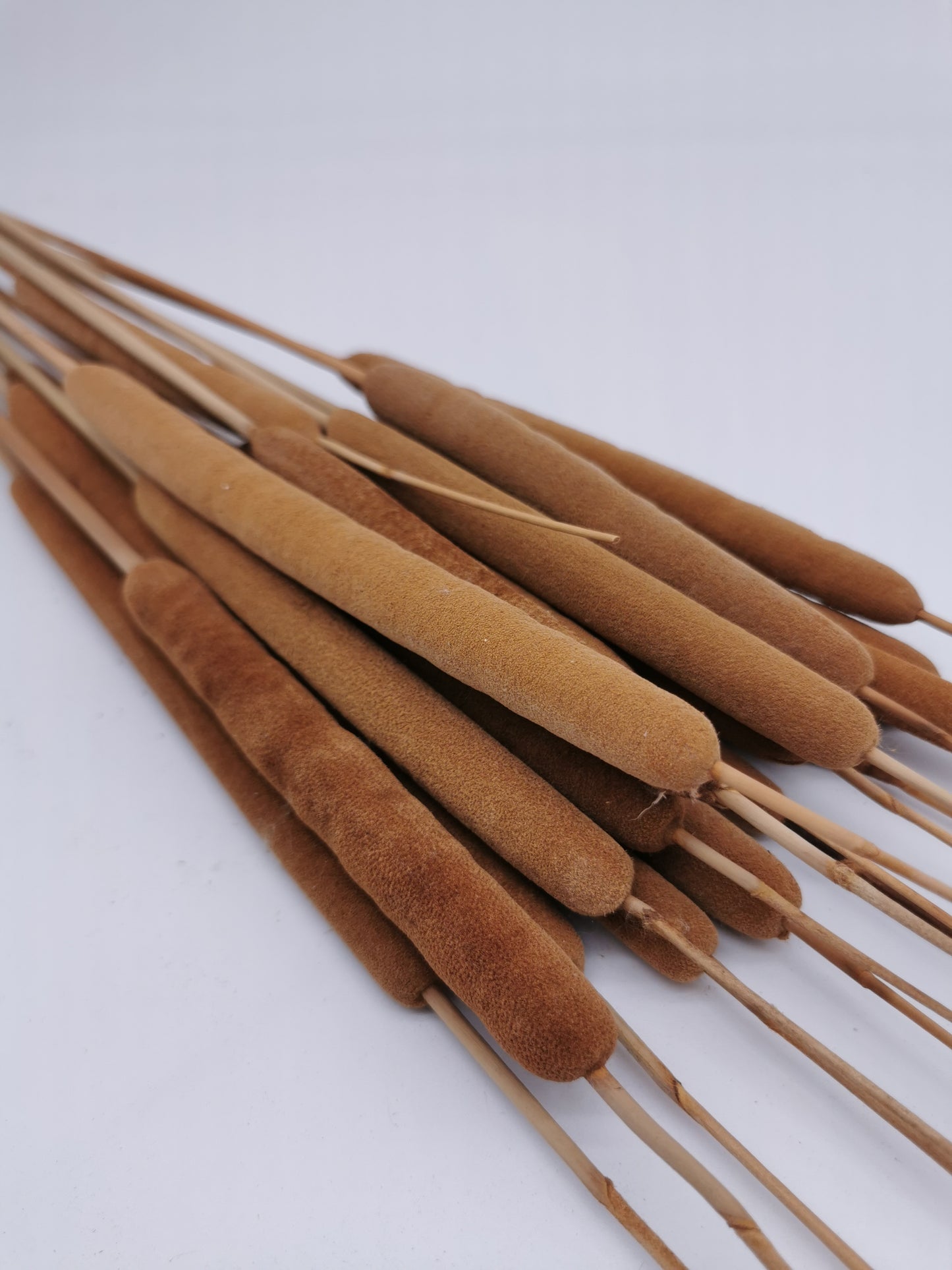 Schilfkolben, groß, Braun