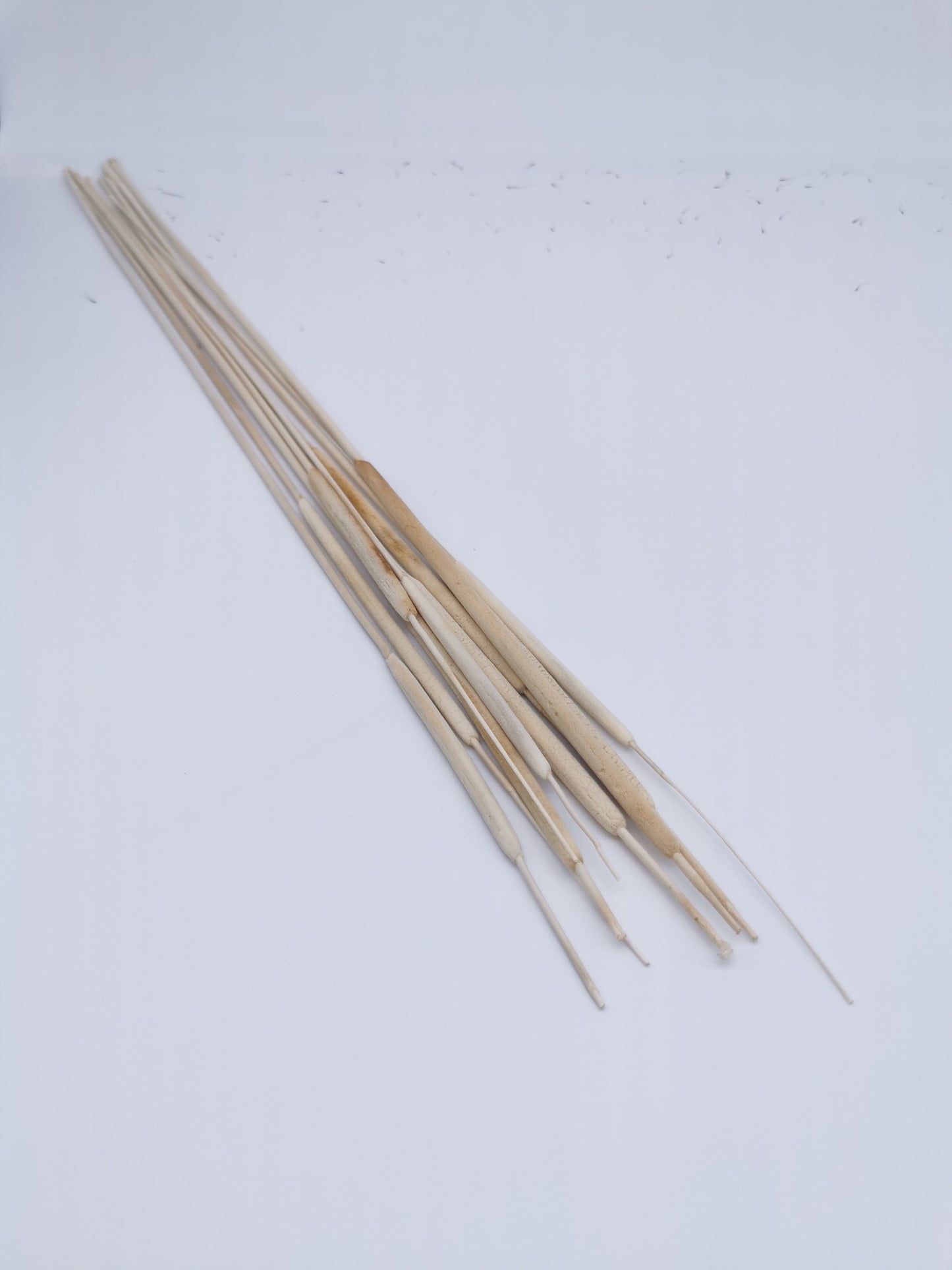 Schilfkolben, klein, Natur