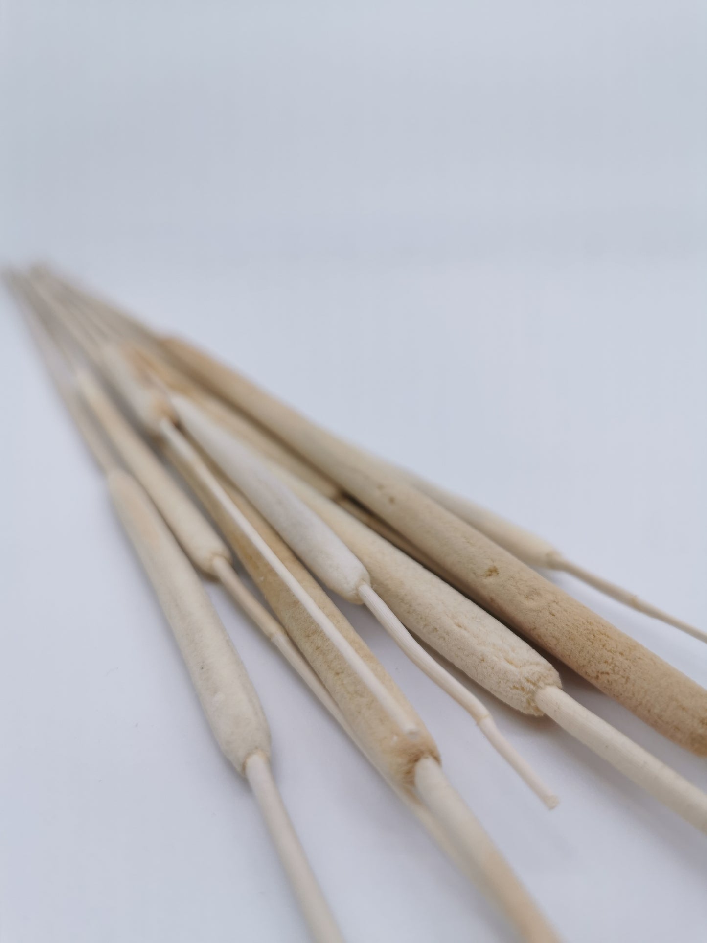 Schilfkolben, klein, Natur