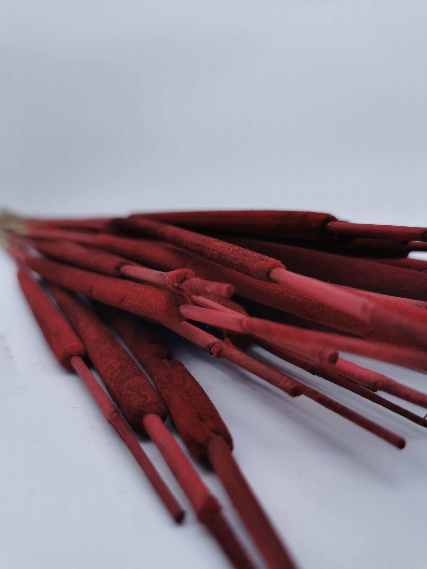 Schilfkolben, klein, Rot