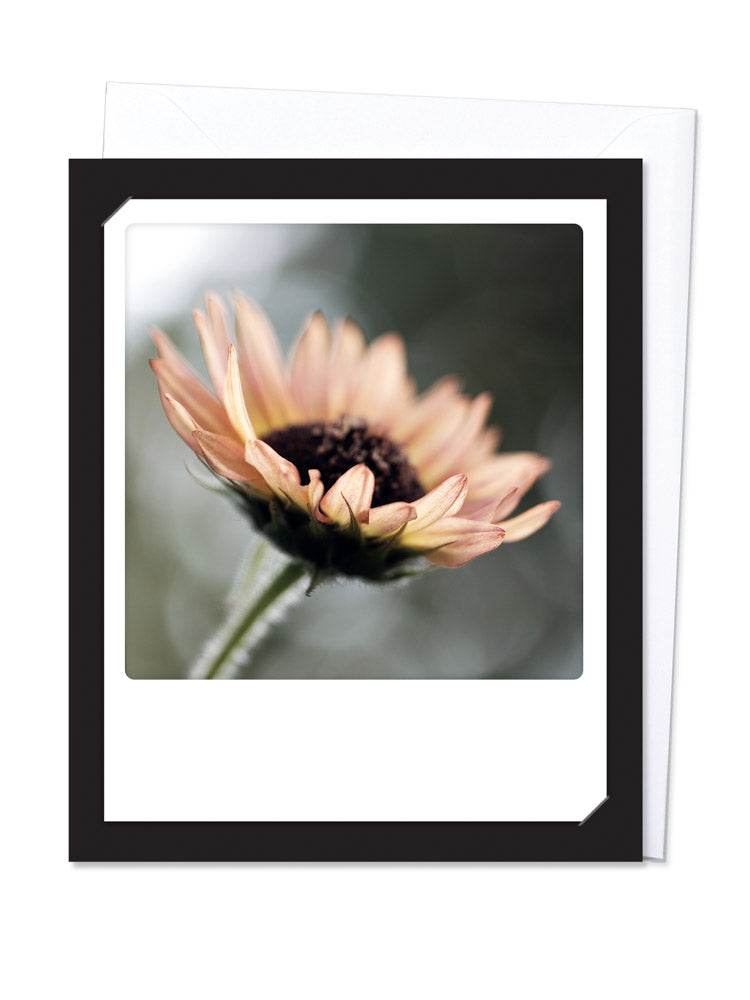 Pickmotion Klappkarte - Trauer - Sunflower