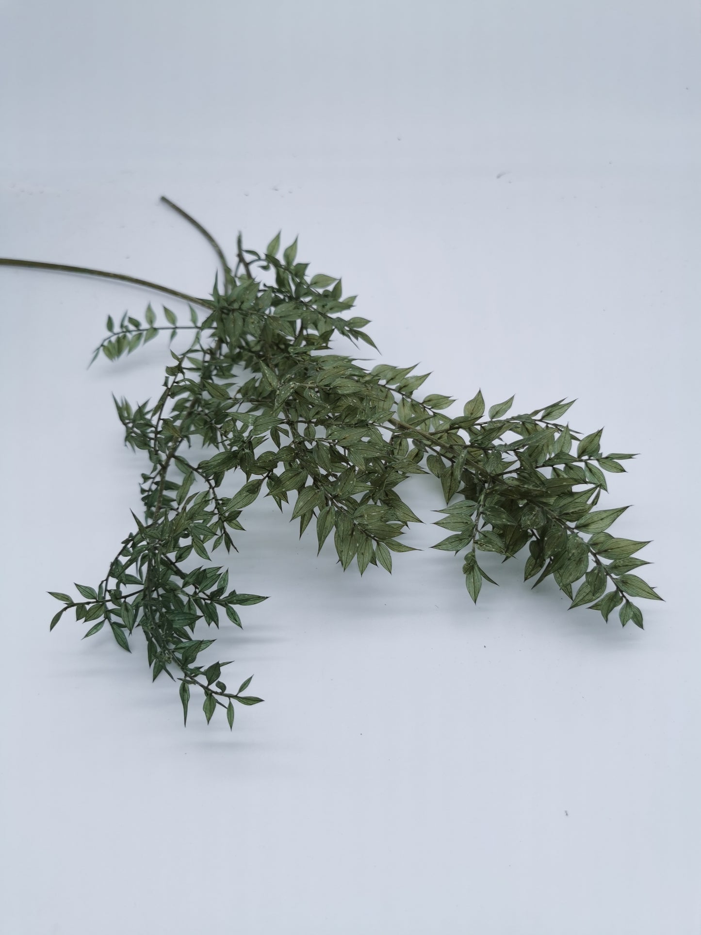 Ruscus Eisgrün