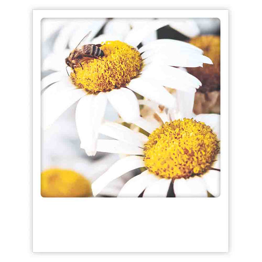 Pickmotion Postkarte - Busy Bee Flower